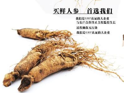 鮮人參 vs 干人參 新鮮入藥的秘密與功效揭秘