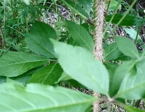 渾身是刺的“小人參” 從被嫌棄到管制的致富密碼